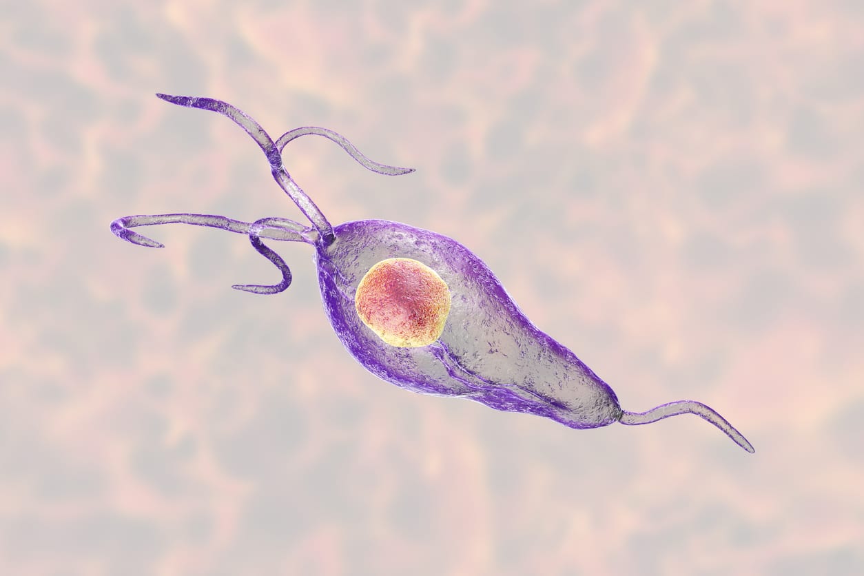 Trichomonas vaginalis protozoan, 3D illustration. A parasite causing trichomoniasis, sexually transmitted infection in men and women