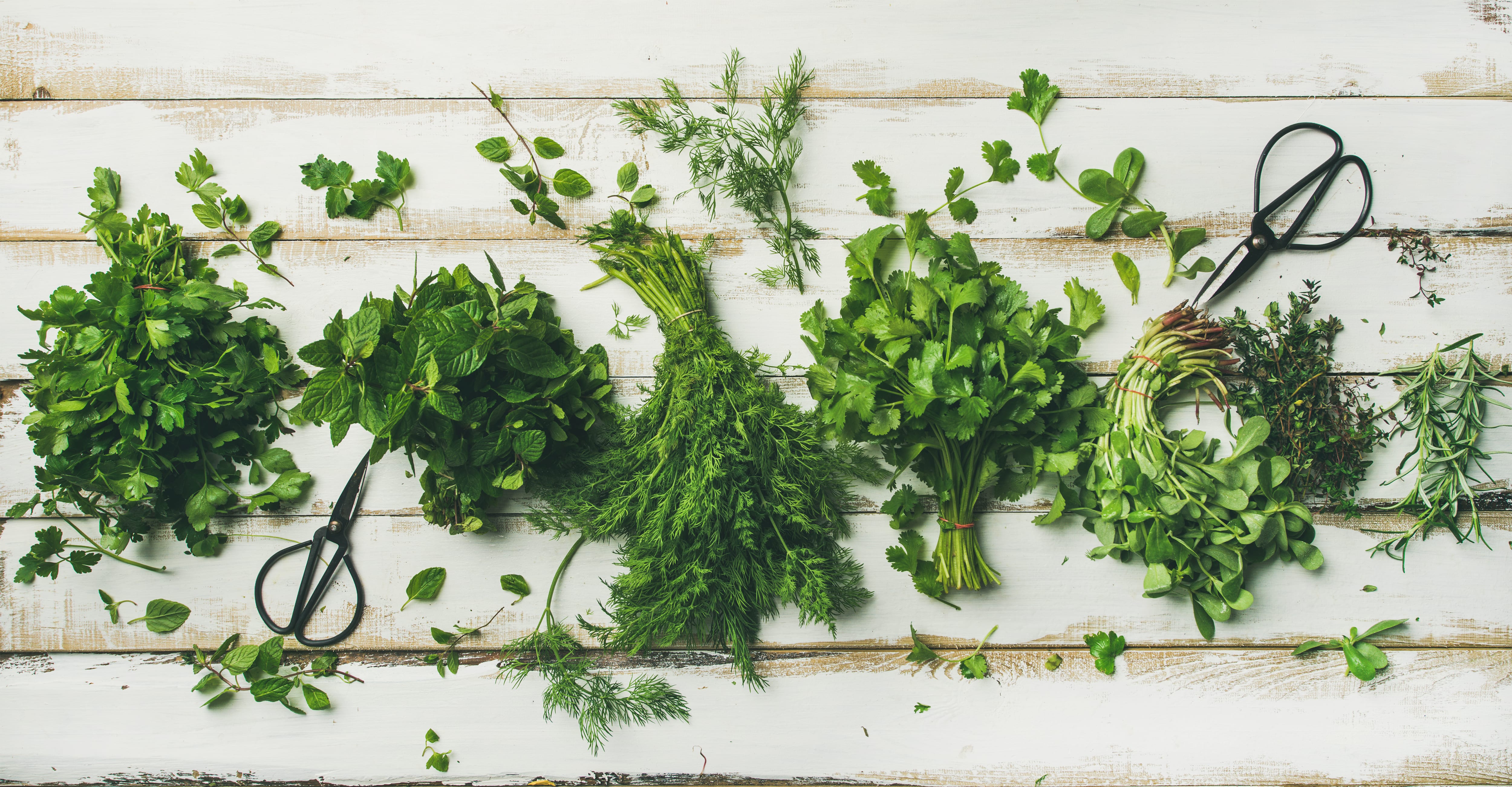 Flat-lay of bunches of various fresh green kitchen herbs. Parsley, mint, dill, cilantro, rosemary, thyme over white wooden background, top view. Spring or summer healthy vegan cooking concept