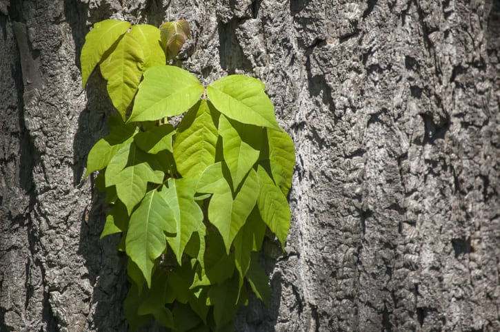 Close up of Poison Ivy growing on a tree
