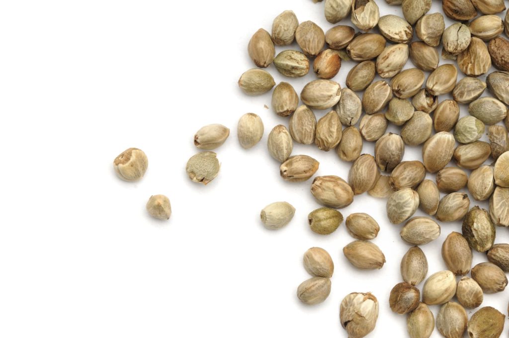 Hemp seeds scattered across a white background.
