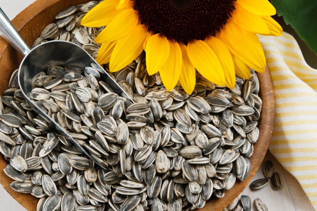 Nutritious sunflower seeds fill a wood bowl, accented with a metal scoop and yellow sunflower