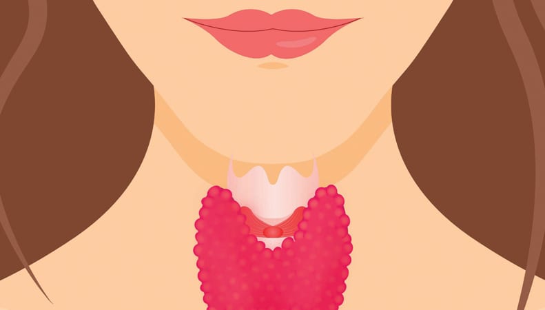 Illustrated graphic of the thyroid in woman's neck