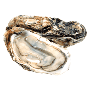 fff-oysters