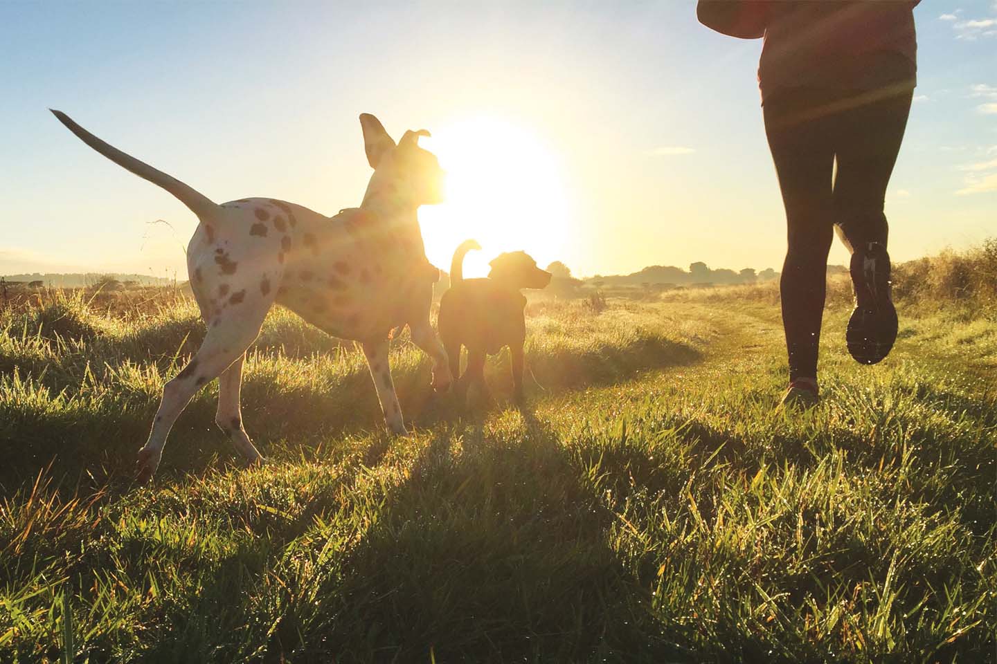 Person and two dogs running in grass