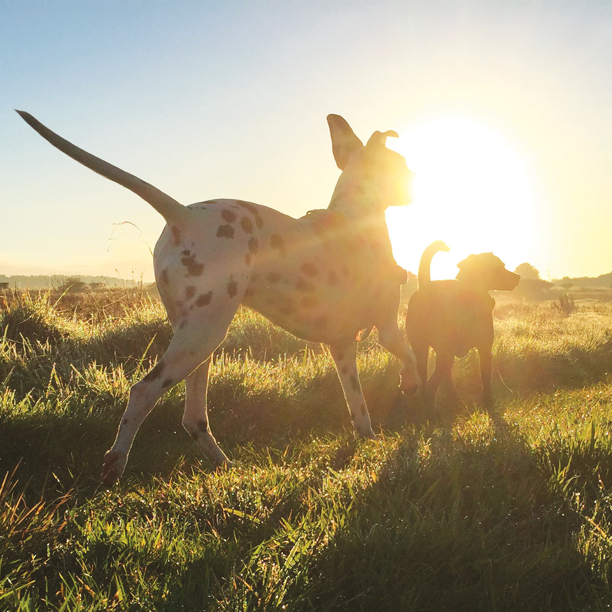 dalmatian and owner running in a field at sunset chattanooga