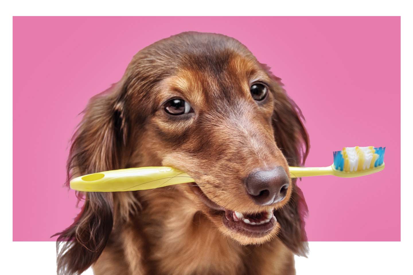 Brown puppy dog holding a toothbrush in mouth on pink background