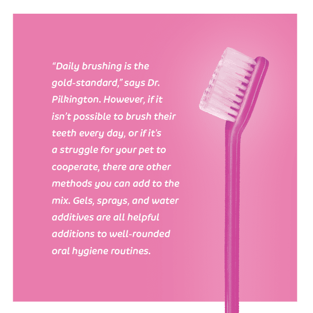 Pink dog toothbrush on pink back ground quote pet dental health 