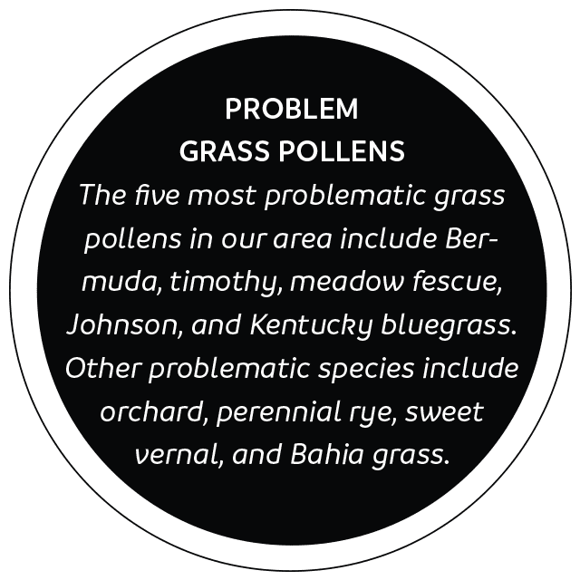 problem grass pollens chattanooga