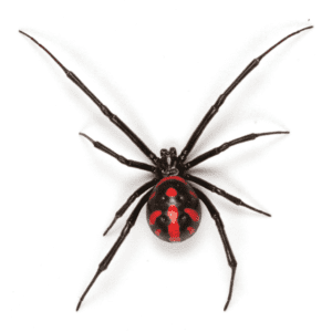 Black widow spider chattanooga