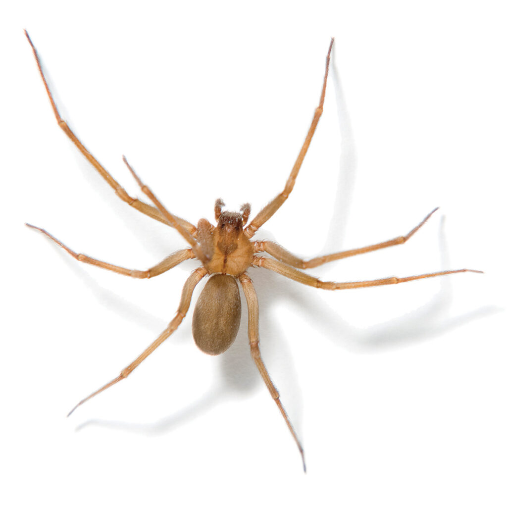 brown recluse