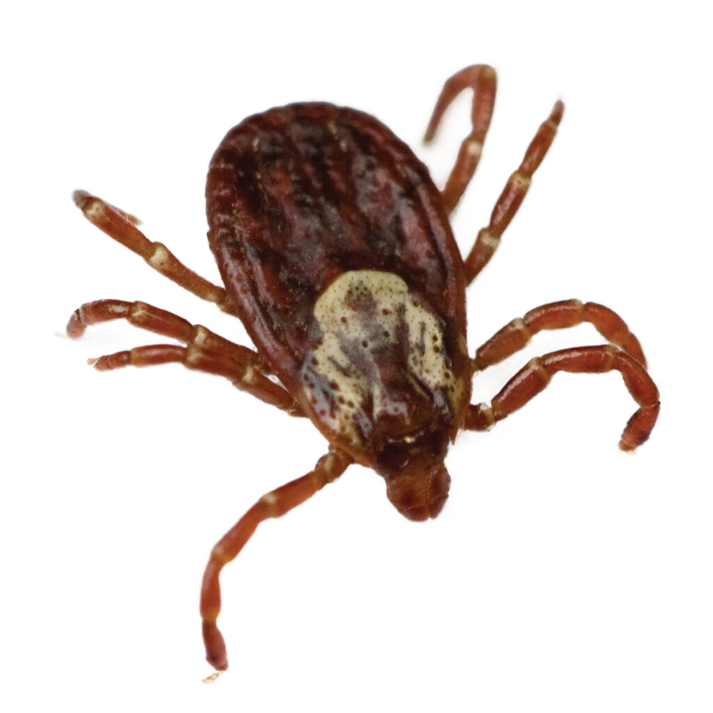 american dog tick