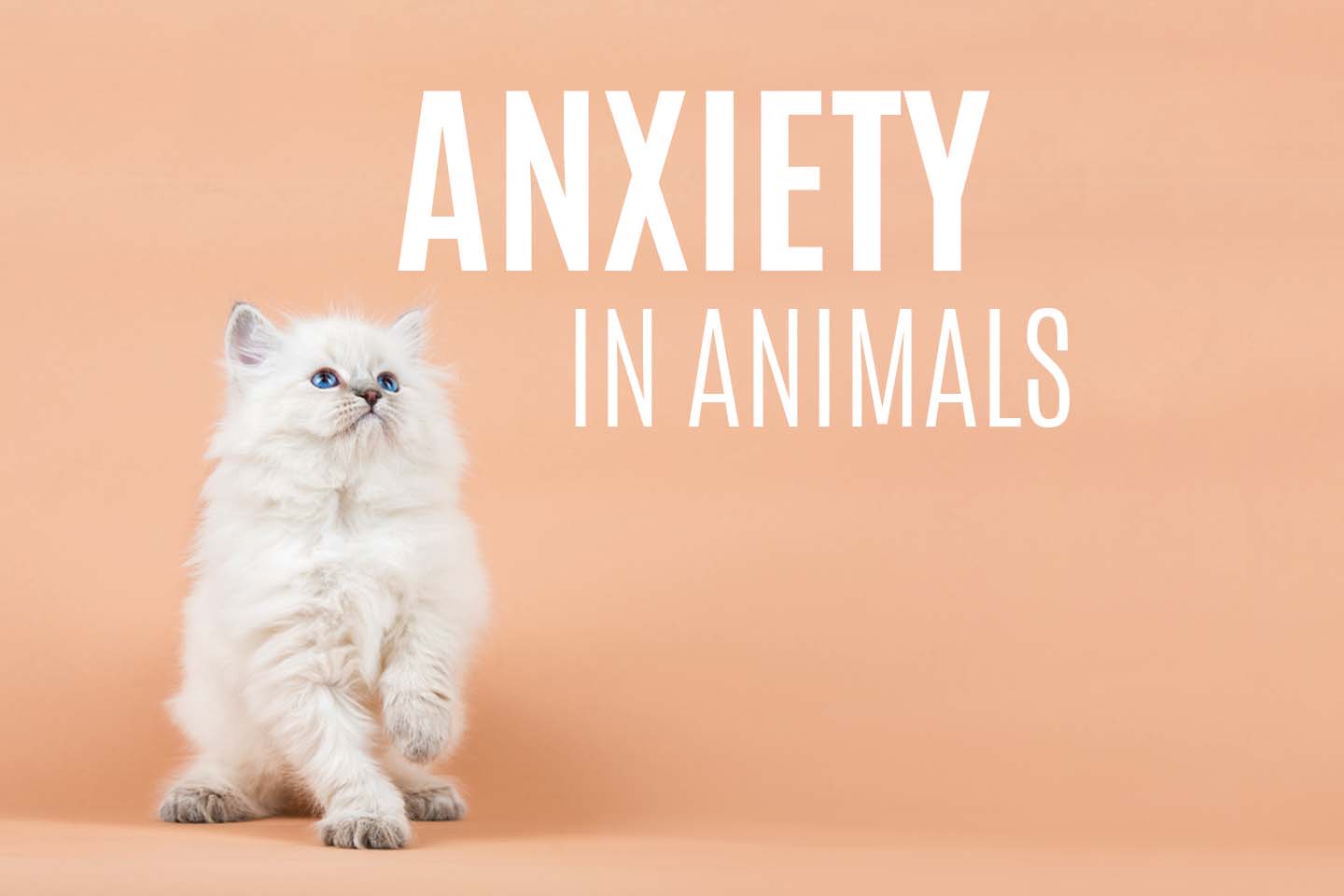 Graphic of text 'Anxiety in Animals' beside a white cat