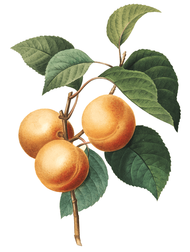 apricot illustration chattanooga