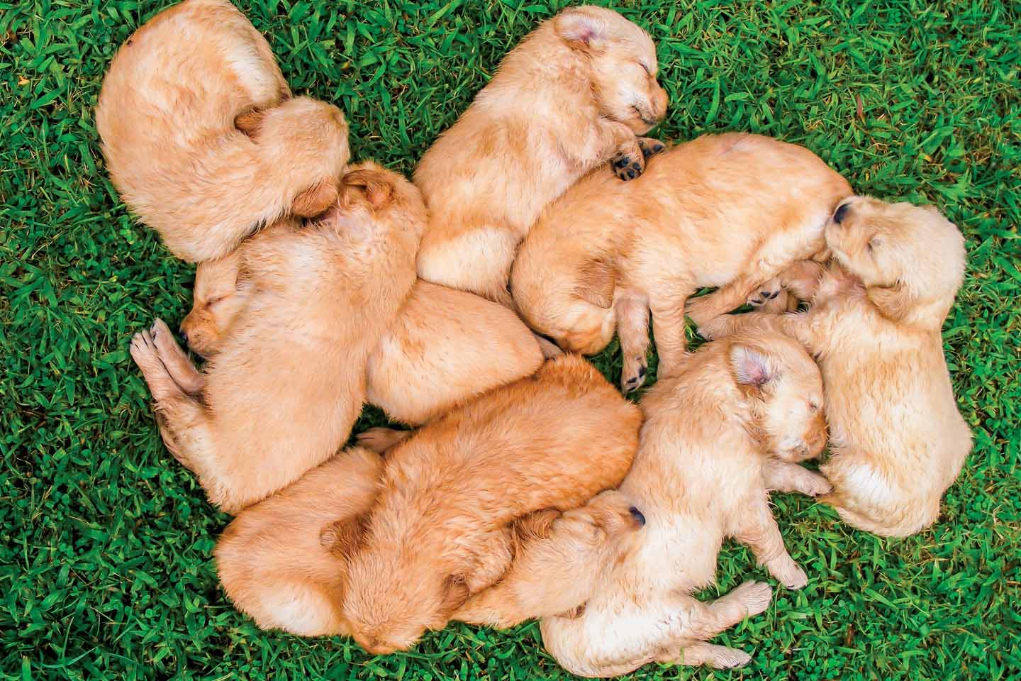 golden retriever puppies asleep on the grass chattanooga