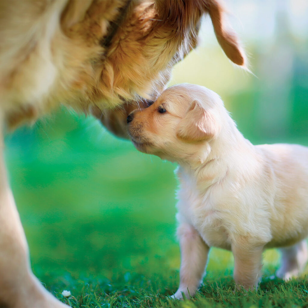 pup bonding with mother