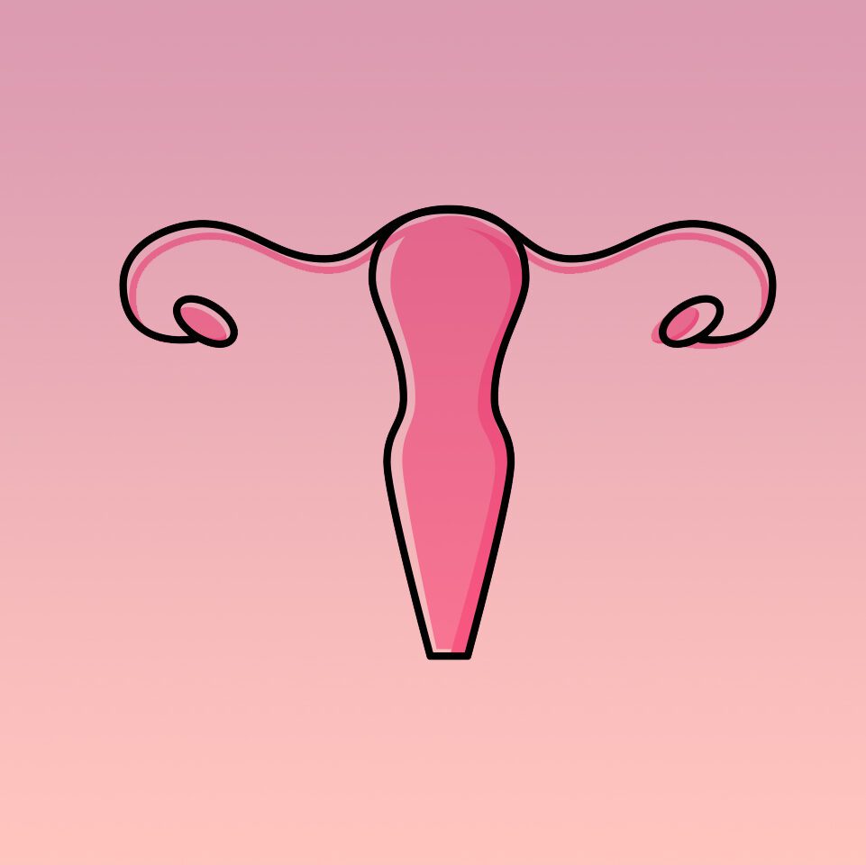 drawing of a uterus