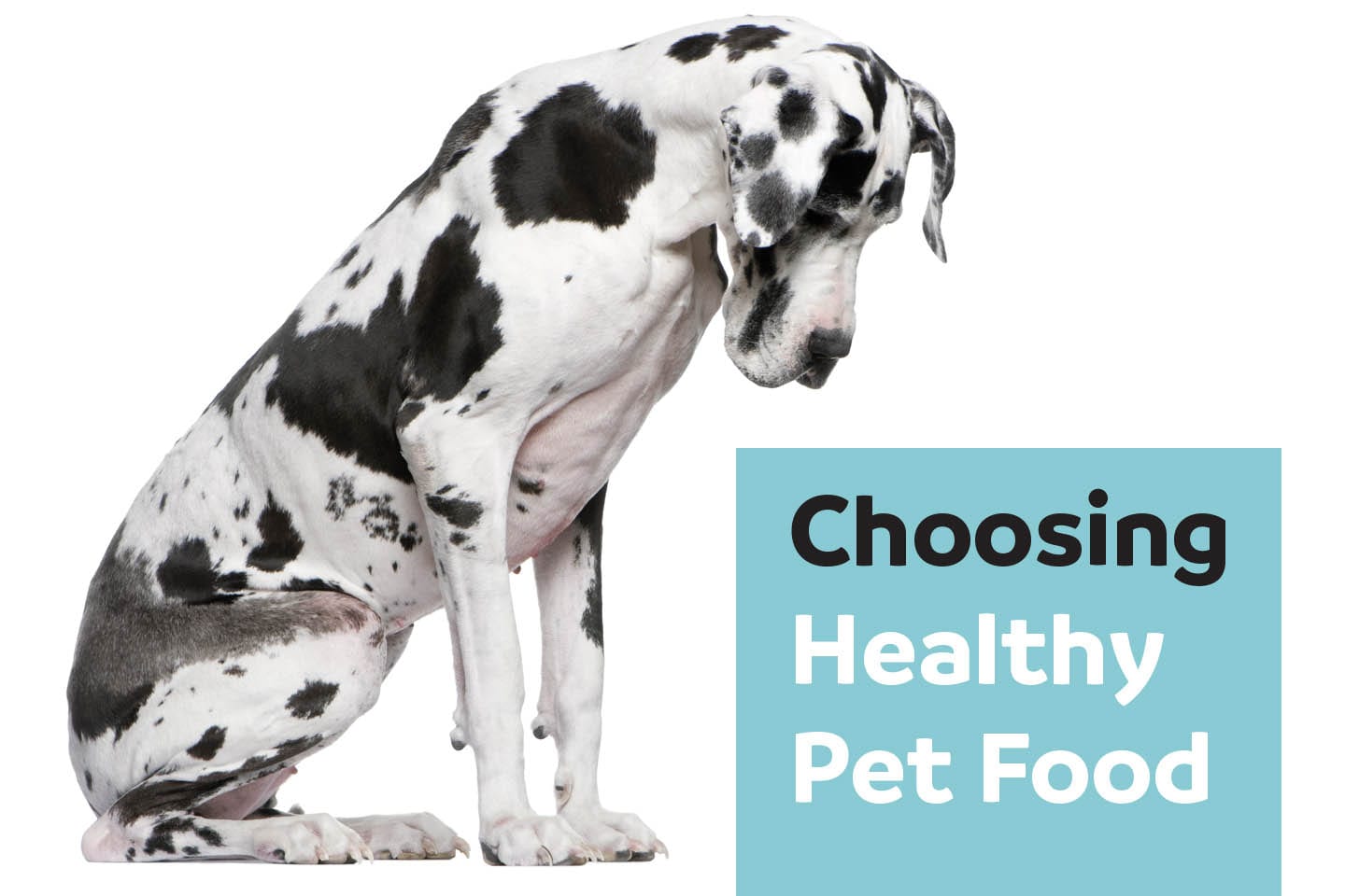 black and white spotted big dog choosing healthy pet food chattanooga
