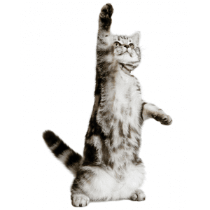 kitty cat standing on hind legs and reaching up with paw chattanooga