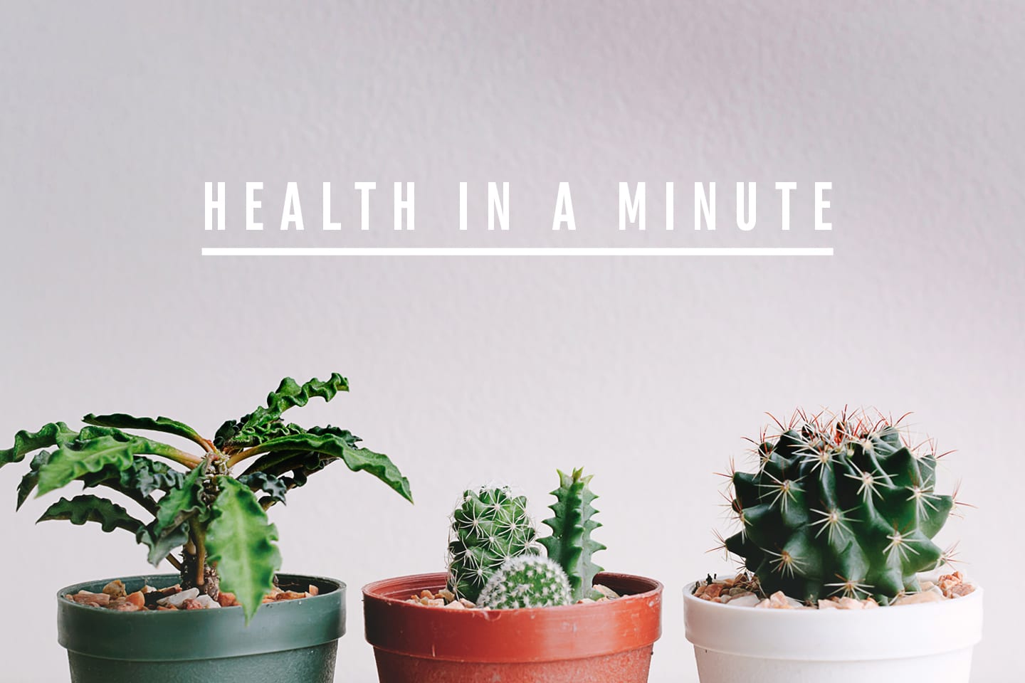 succulents health in a minute in chattanooga