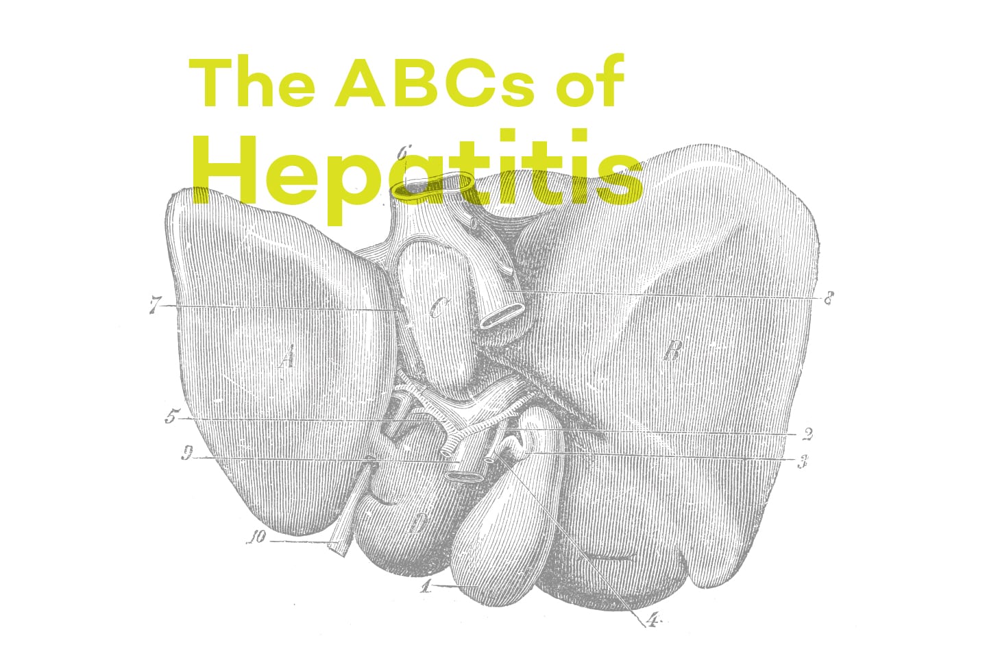 Illustration of organ with text 'The ABCs of Hepatitis'