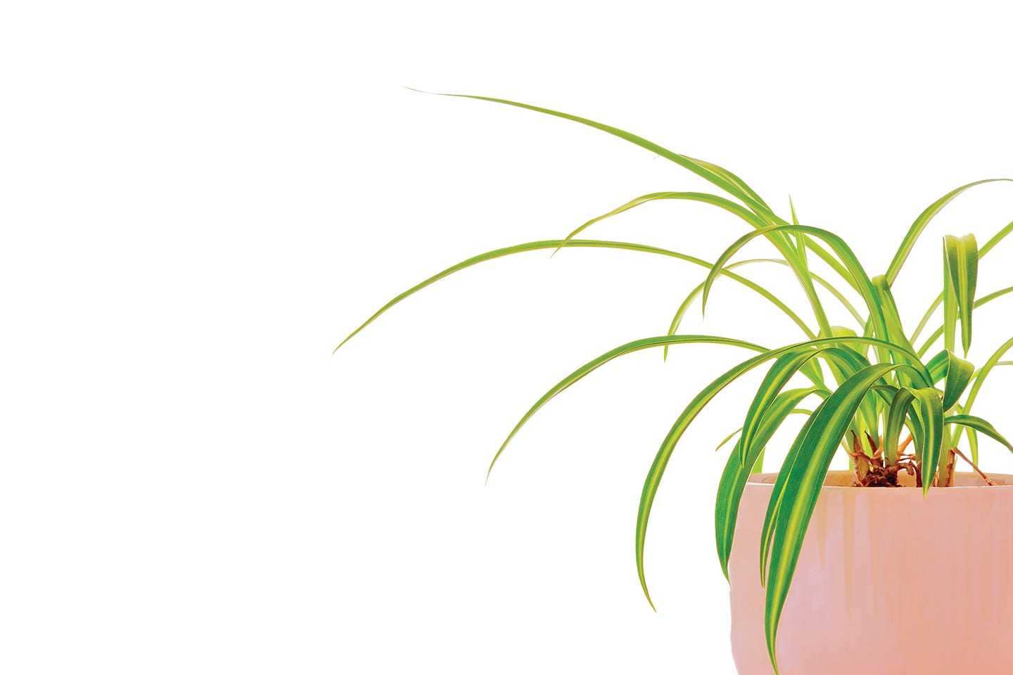 potted spider plant bright green leaf fronds and pink coral pot brighten your home chattanooga