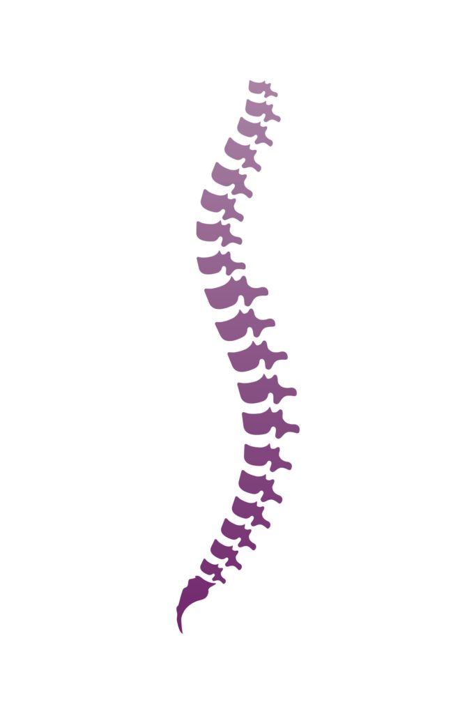 purple gradient spine illustration