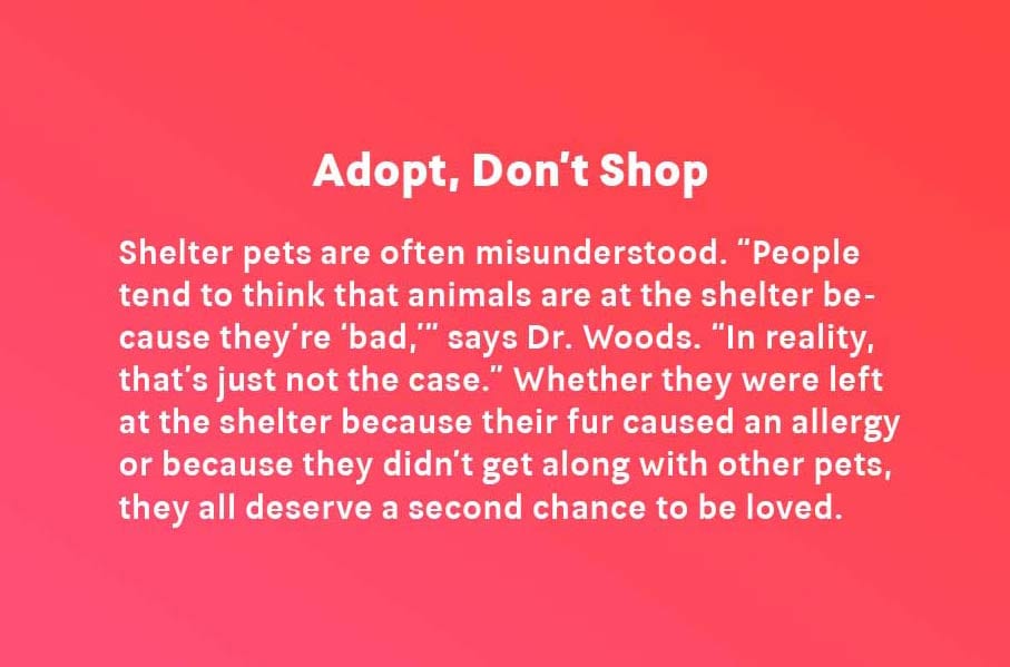 why adopt a pet