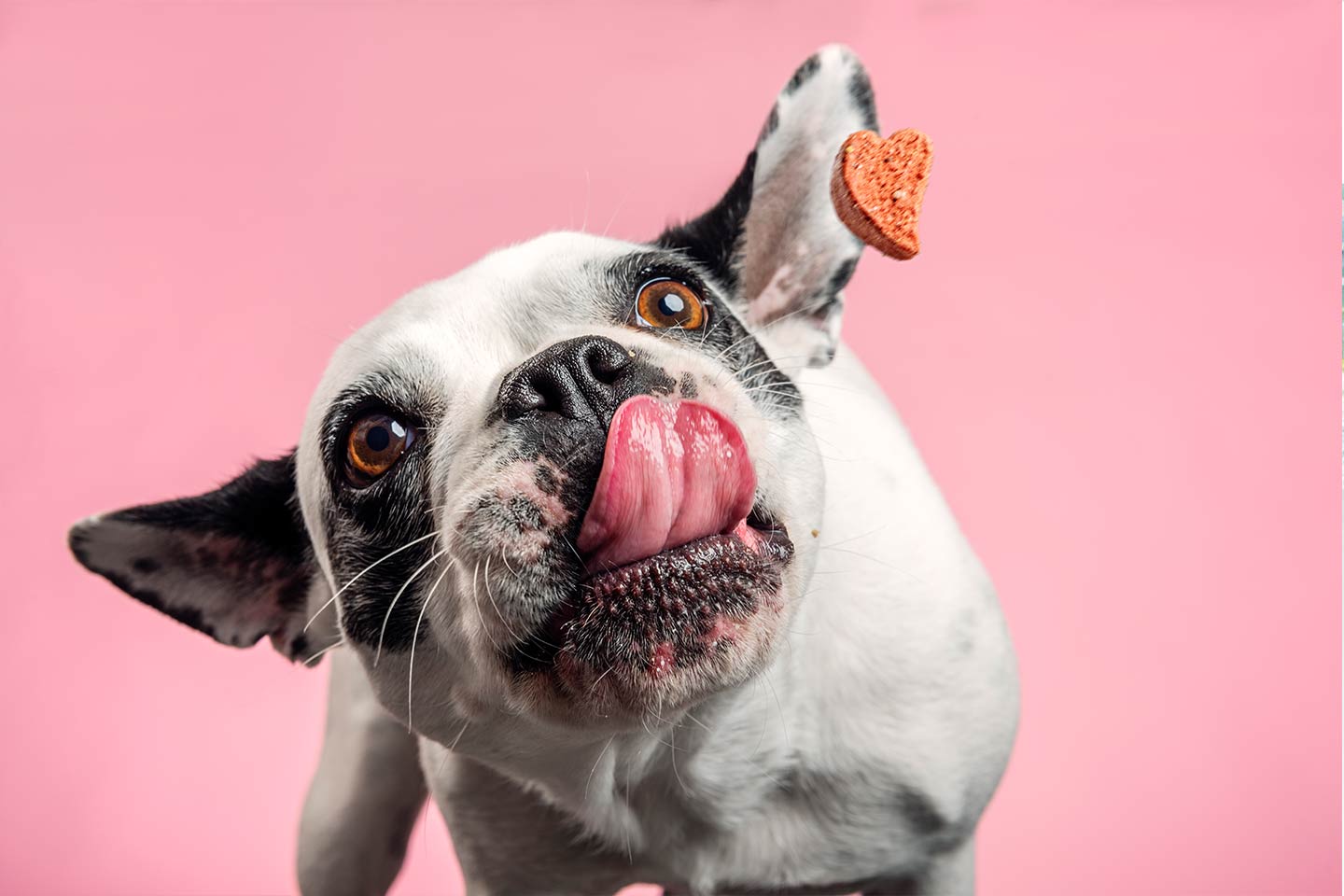 French Bulldog on pink background with treat