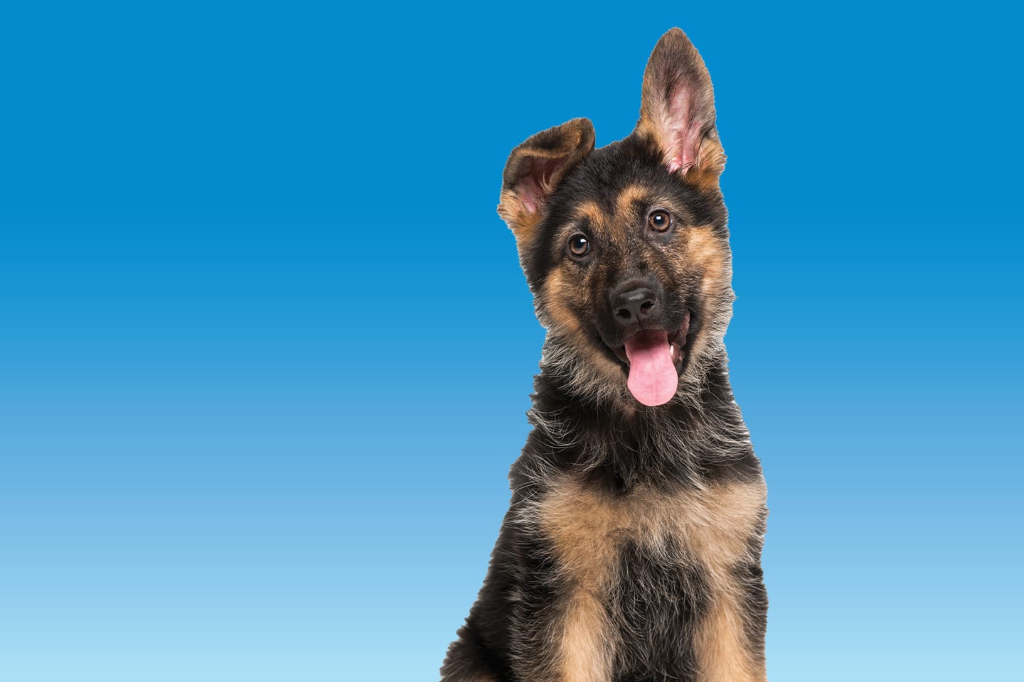 german shepherd puppy on blue background