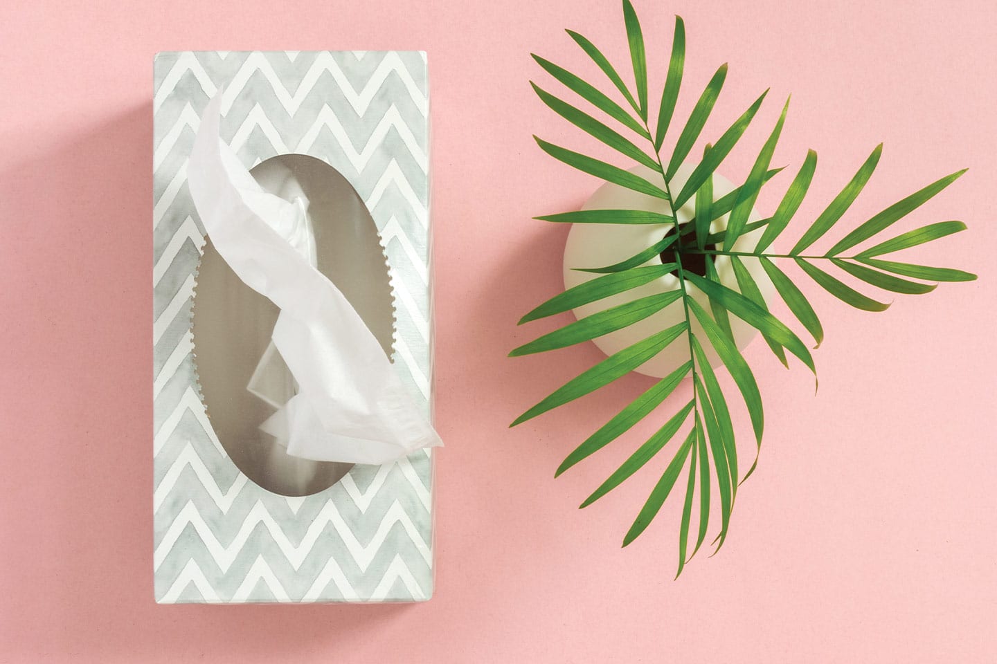 tissue box and plant on pink background