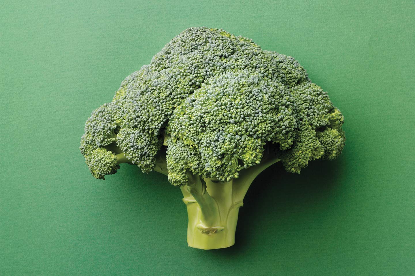 giant head of broccoli on a green background