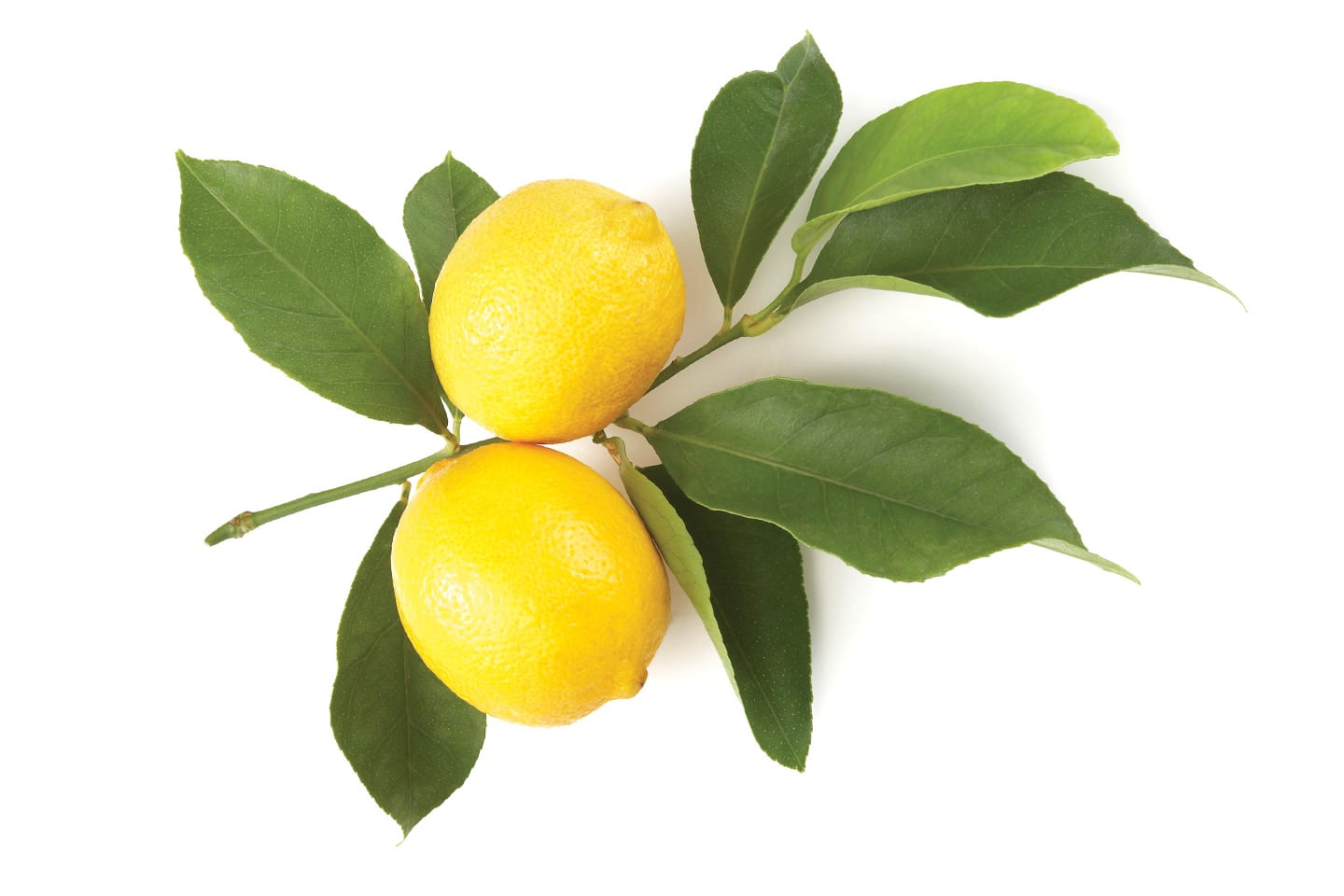 lemons on branch