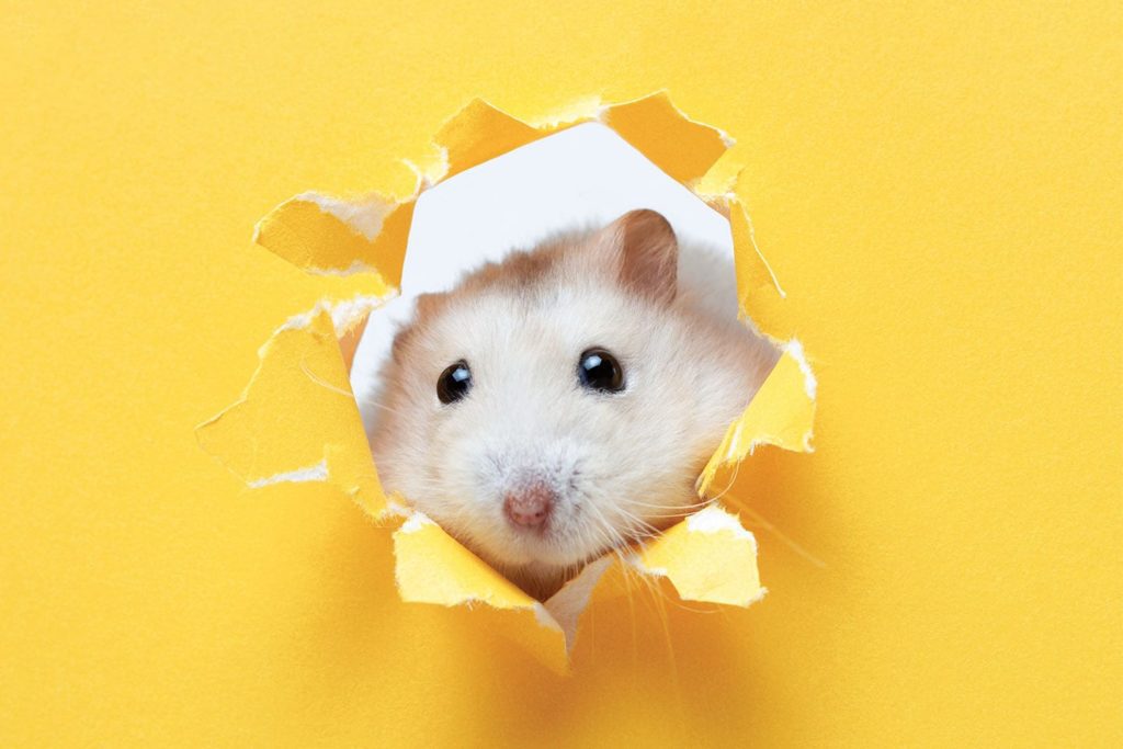 hamster poking its head out of a hole in a yellow sheet of paper