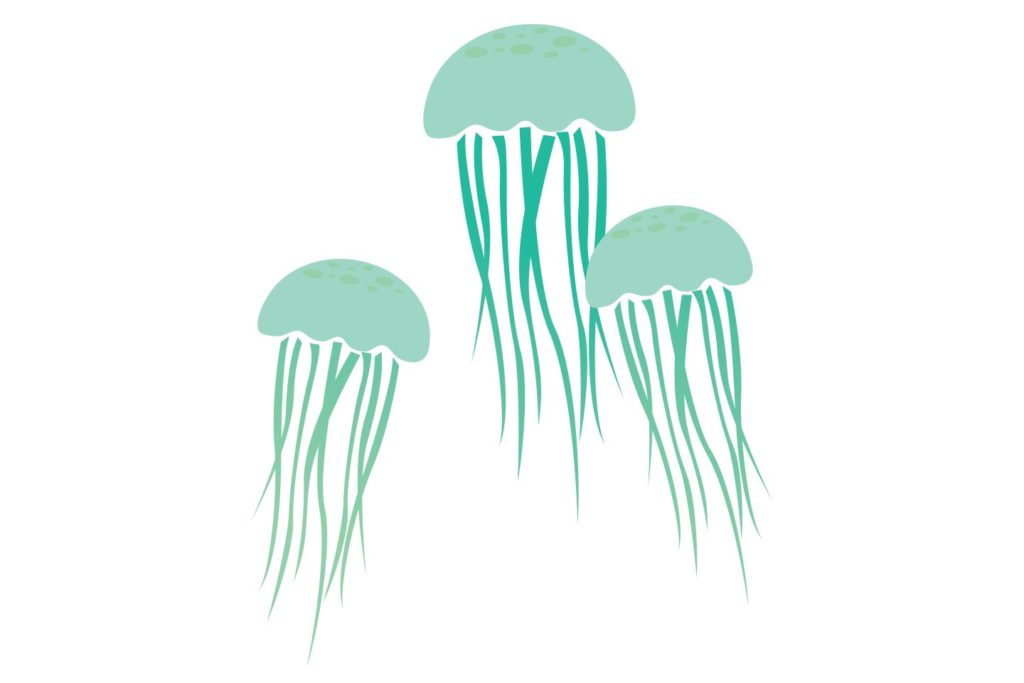 illustration of jelly fish