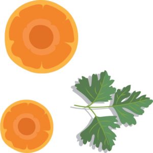 illustration of carrots and parsely