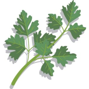 parsely illustration