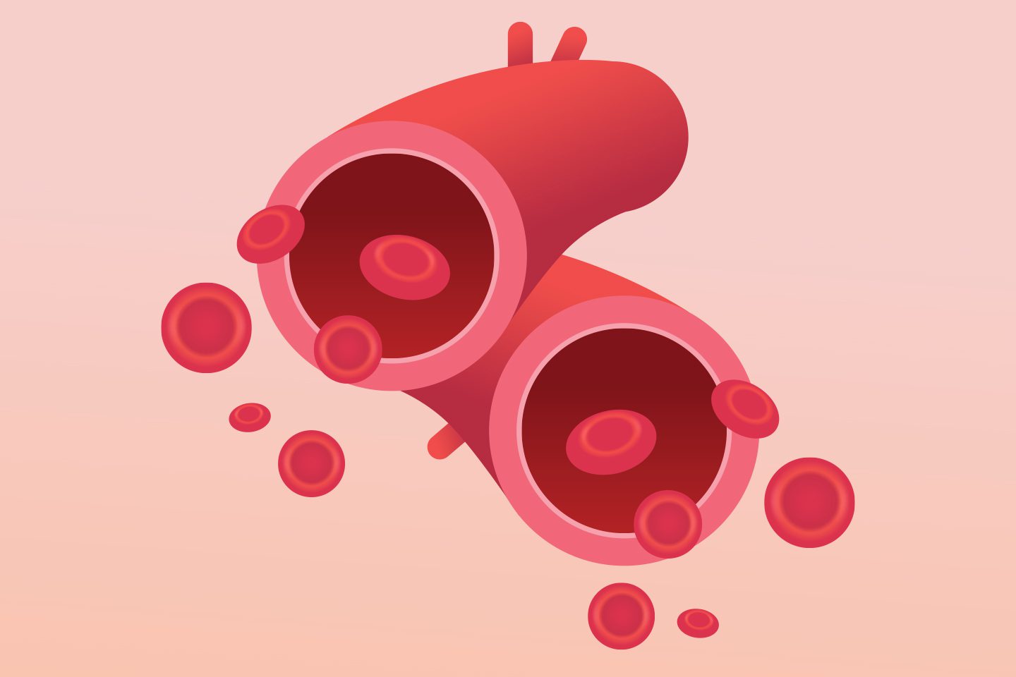 illustration of red blood cells and veins