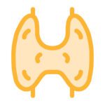 Illustrated yellow thyroid