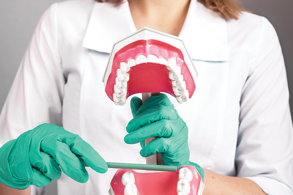 A person in a white coat and green gloves demonstrates dental care using a model of teeth and gums.