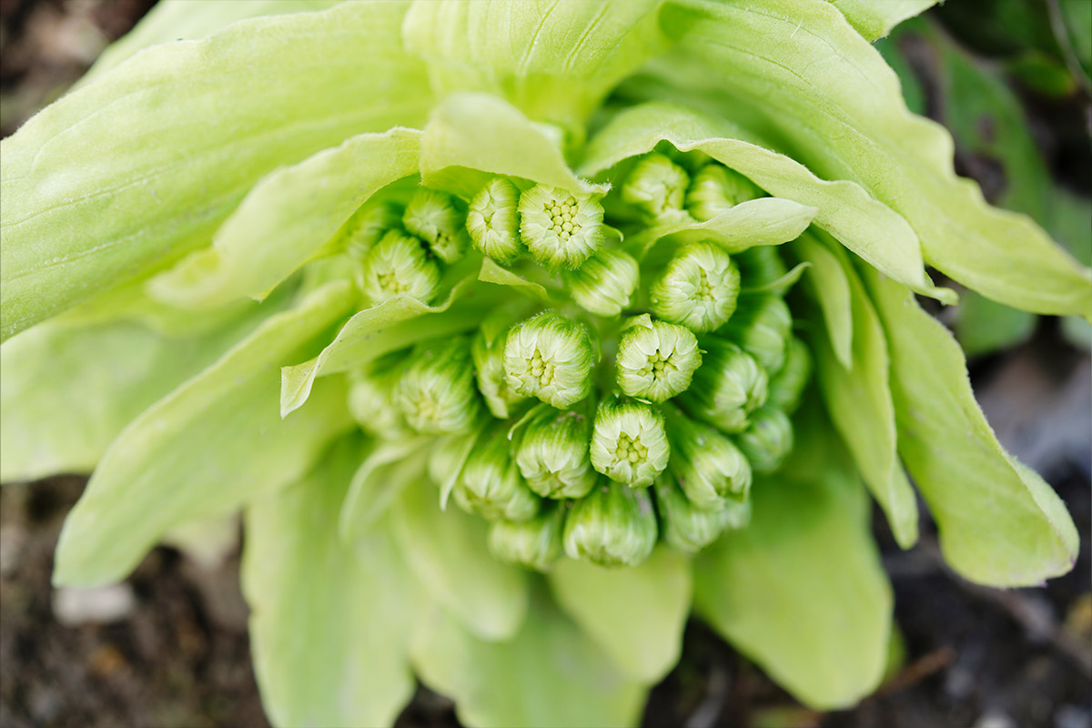 Natural Allergy Remedy