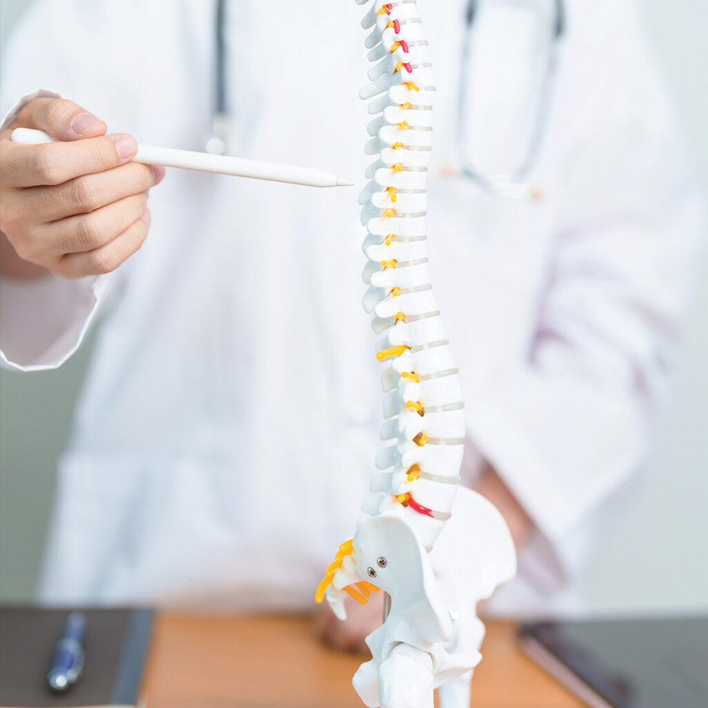A medical professional holds a model of a human spine, demonstrating its structure and components in a clinical setting.