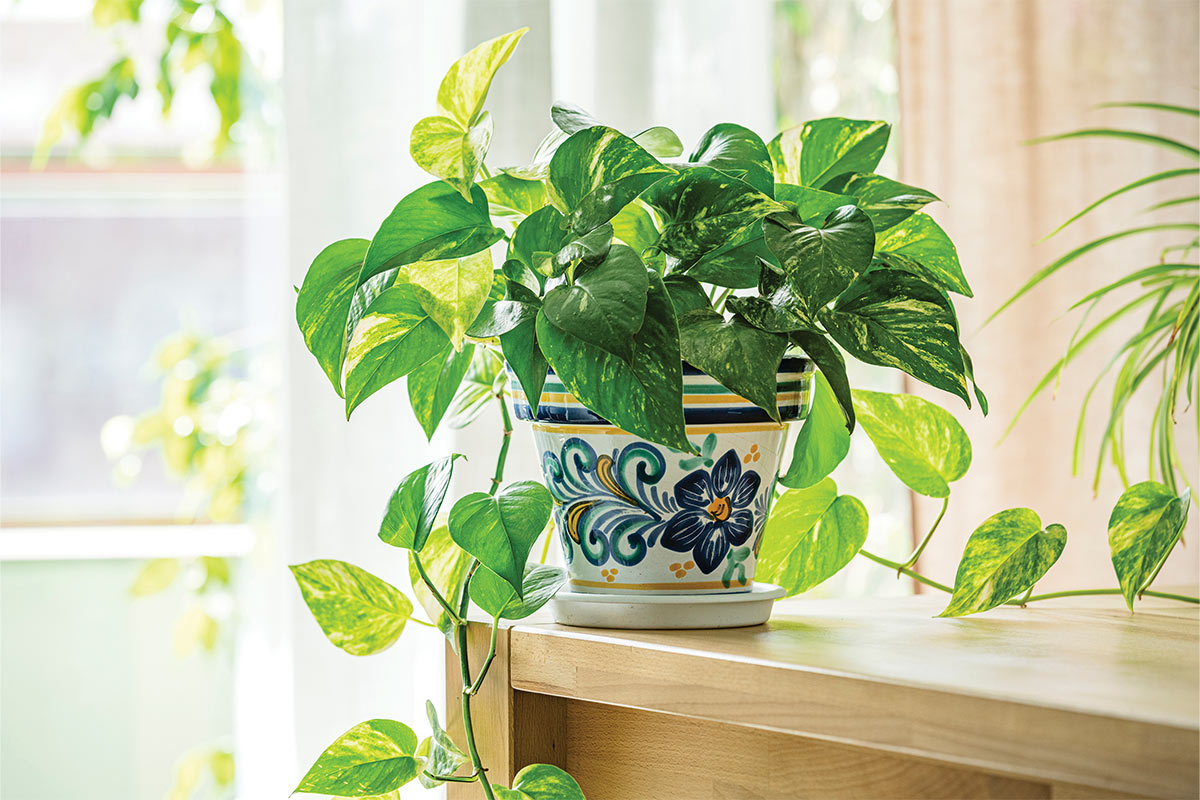 pothos plant