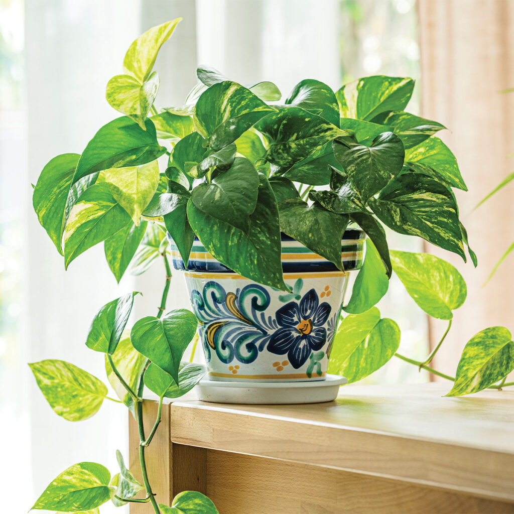 Pothos plant