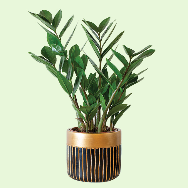 Going green ZZ plant