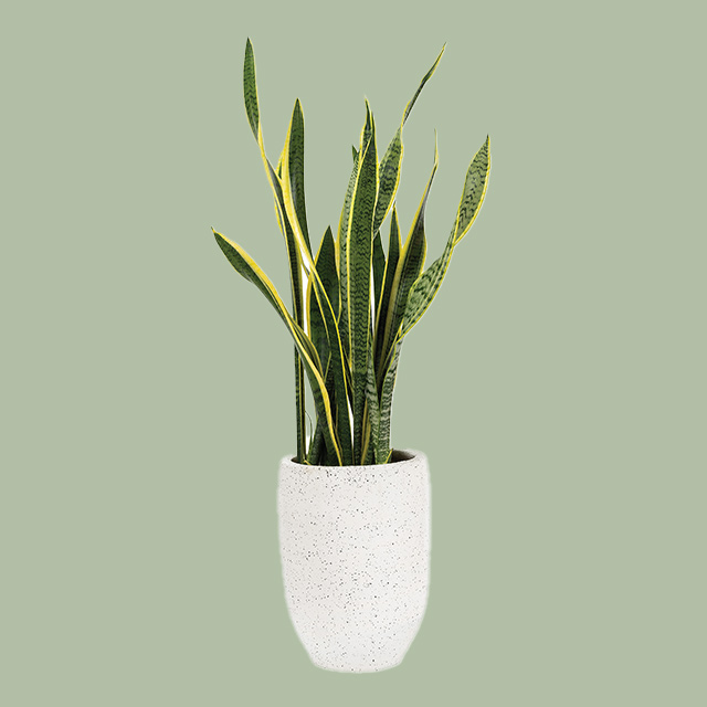 Going green snake plant