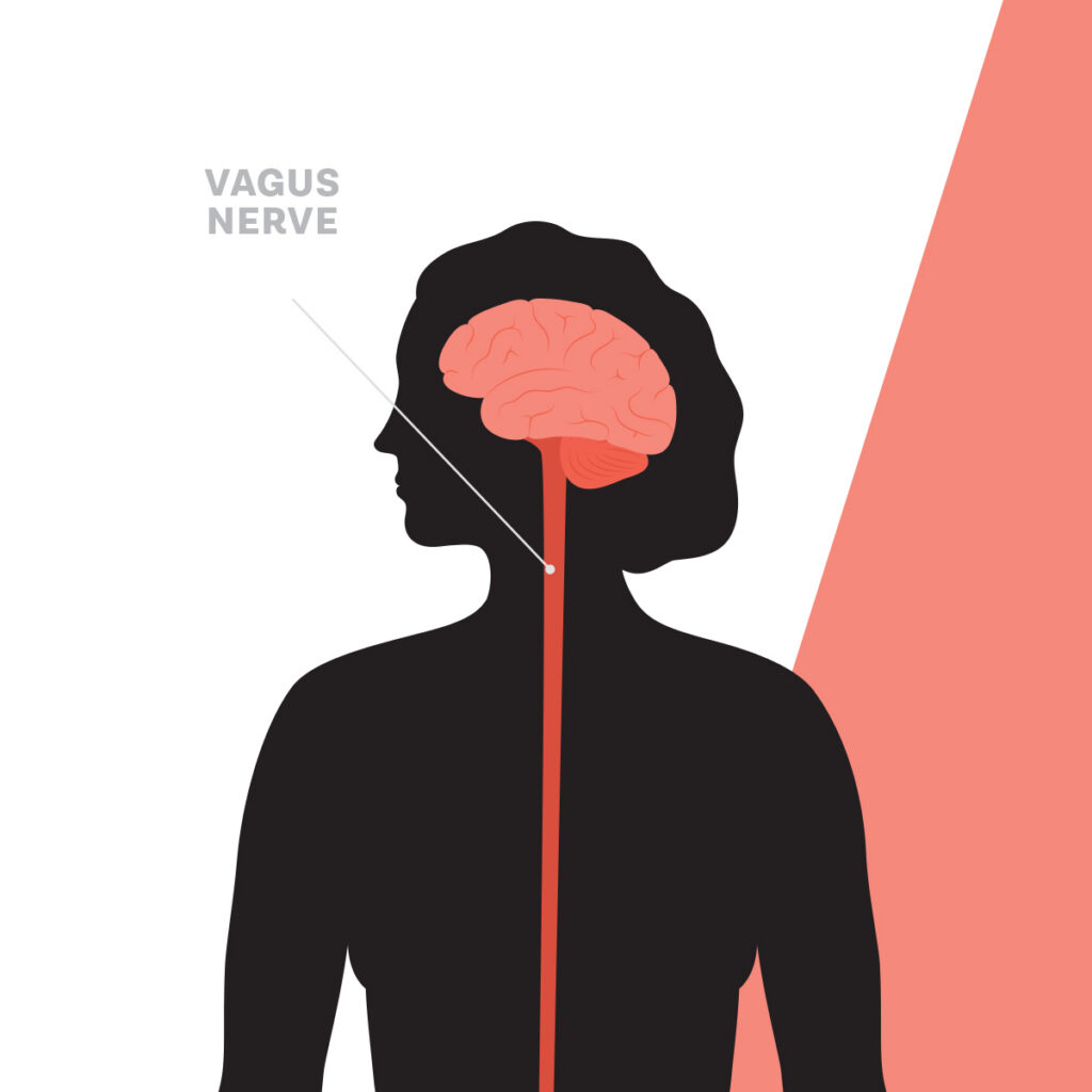 The vagus nerve