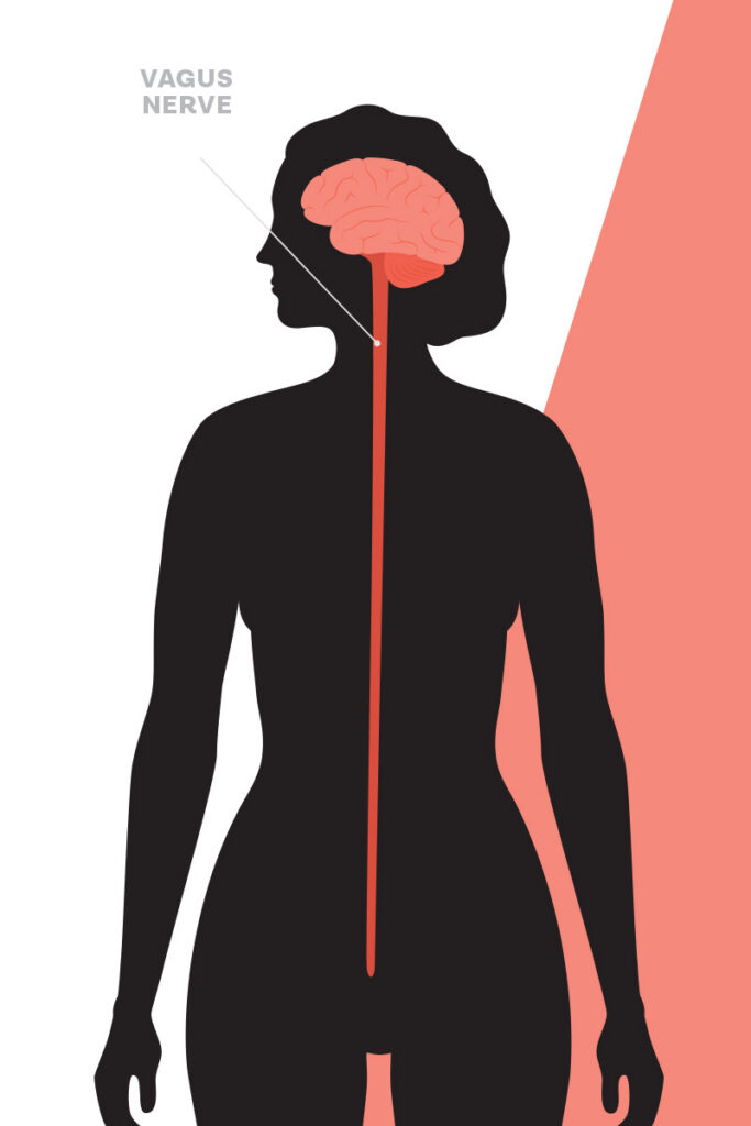 vagus nerve