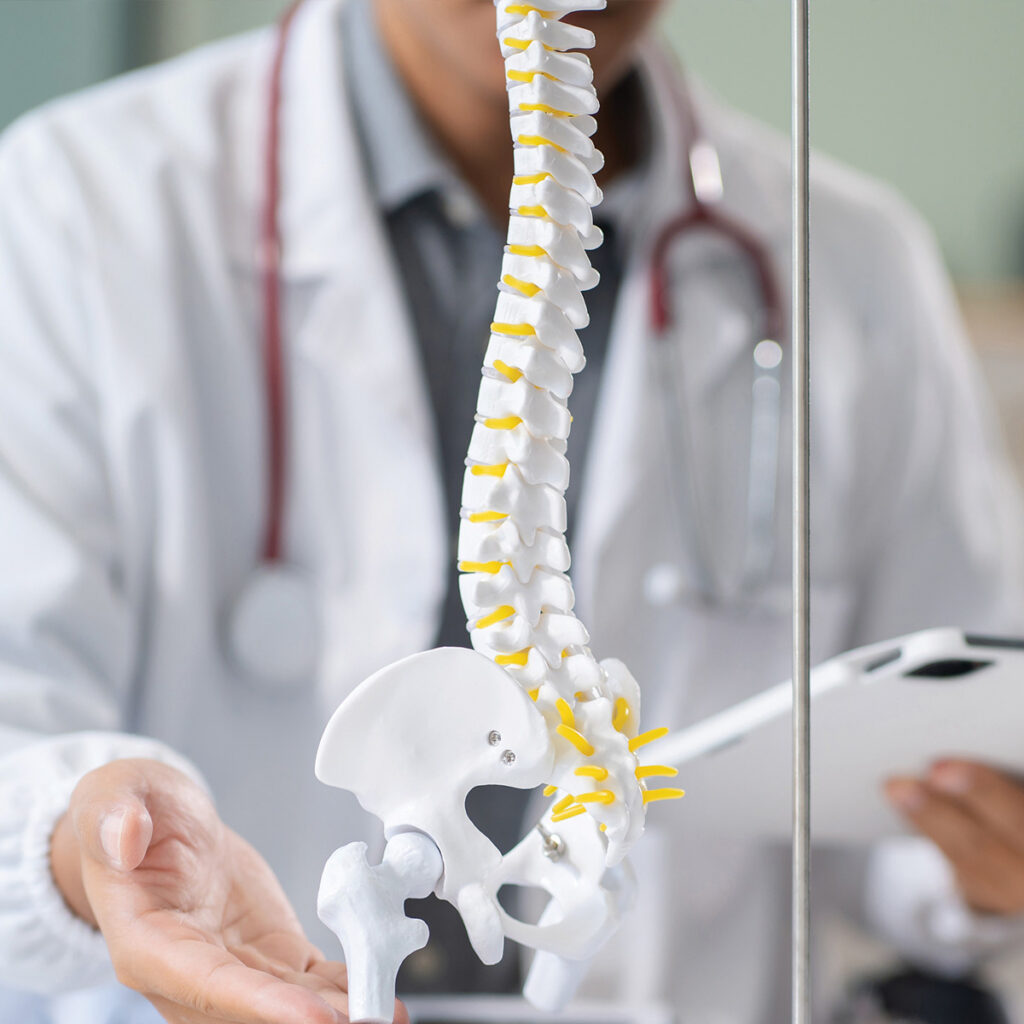 doctor showing spinal model
