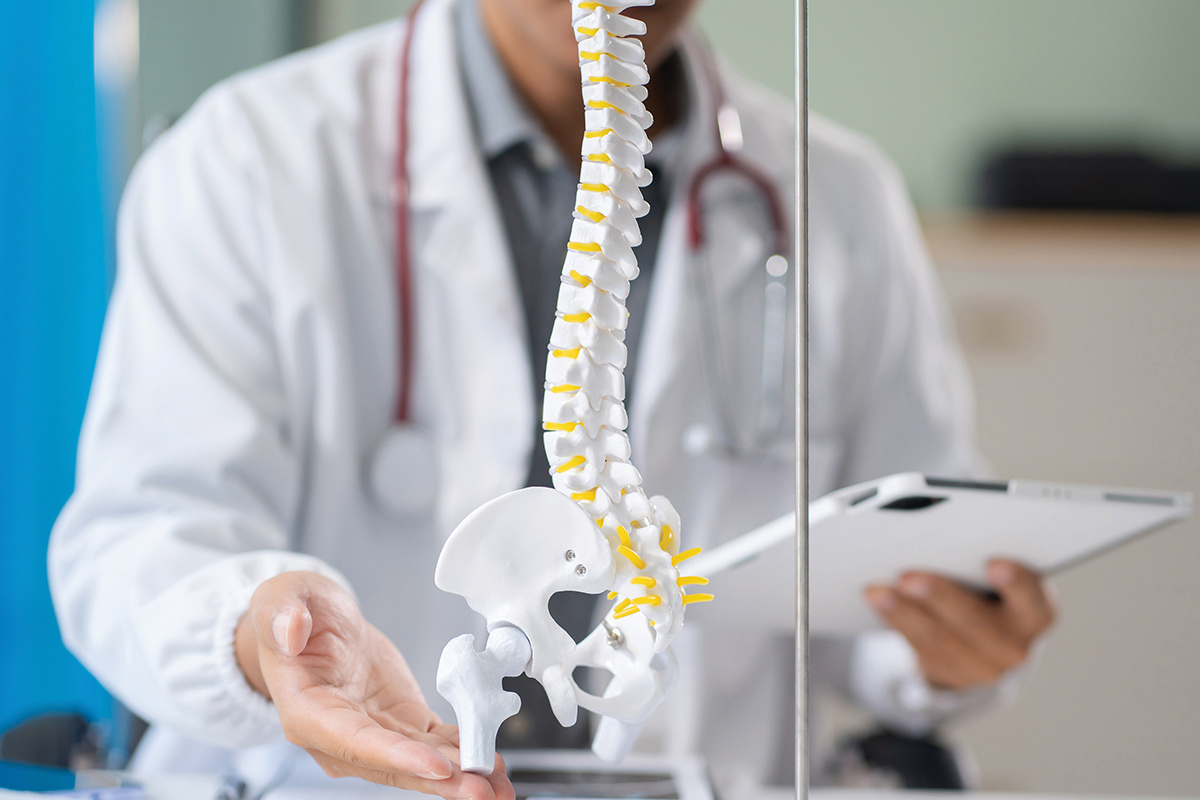 doctor shows model of spinal structure