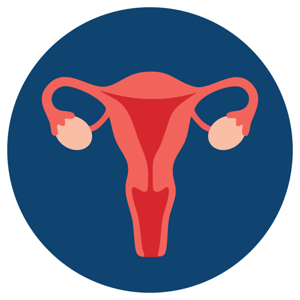 female reproductive system illustration